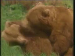 This rare fucking clip of zoophilia contains A hawt summer day with two hefty wild bears screwing